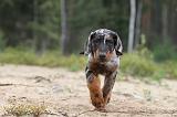 BEAUCERON - PUPPIES 078